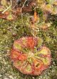 Drosera kaieteurensis (1).jpg