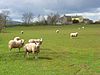 Pasture, Hewer Hill - geograph.org.uk - 782718.jpg
