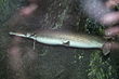 Alligator Gar (Atractosteus spatula) (3149748488).jpg