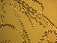 Panagrellus redivivus Otago University Cold Stage.jpg