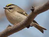 Regulus satrapa 0624 (cropped).jpg