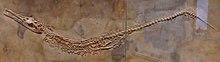 Geosaurus suevicus 423.jpg