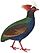 Rollulus rouloul male 1838 white background.jpg
