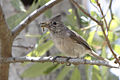 Baeolophus inornatus -San Luis Obispo, California, USA-8.jpg