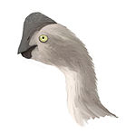 Rinchenia mongoliensis profile1.jpg