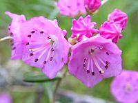 Kalmia polifolia 4 (5098087740).jpg
