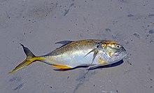 Jack crevalle - Oleta River State Park.jpg