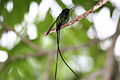 Black-billed Streamertail 2506940832.jpg