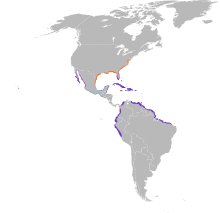 Charadrius wilsonia map.svg