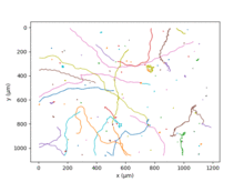 Chlamydomonas reinhardtii trajectory.png