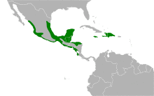 Nyctibius jamaicensis map.svg