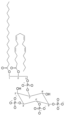 Phosphatidylinositol-3,4,5-trisphosphate.svg