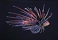 Clearfin lionfish (Pterois radiata).JPG