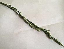 Arrhenatherum elatius inflorescence.jpg