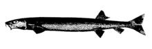 Beaked salmon.png