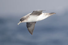 Procellaria cinerea 2 - SE Tasmania.jpg