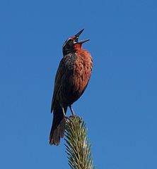 Sturnella Loyca in El Chalten, Argentina