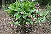 Helleborus orientalis IMG 4142 C.JPG