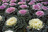 Ornamental Kale.jpg