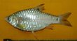 Puntius sophore 2.jpg