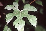 Vitis aestivalis (USDA).jpg