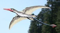 Angustinaripterus NT.jpg