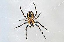 Araneus cavaticus 02.jpg