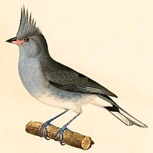 Lophospingus griseocristatus 1847.jpg
