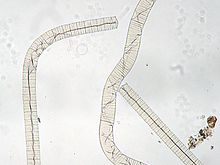 "Oscillatoria princeps"