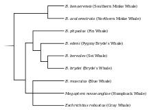 Taxonomy diagram