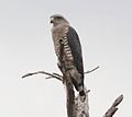 Circaetus fasciolatus, Chiboma, Sofala, Birding Weto, a.jpg