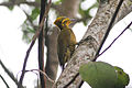Golden-green Woodpecker (Piculus chrysochloros) (8079739212).jpg