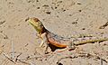 Ground Agama (Agama aculeata) (6536937287).jpg