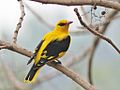 IndianGoldenOriole M.jpg