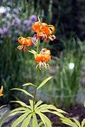 Lilium medeoloides 220708.JPG