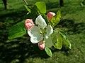 Malus mandshurica 2019-04-16 0635.jpg