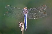 Southern skimmer (Orthetrum brunneum) male Bulgaria.jpg