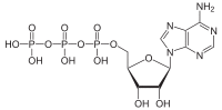 Adenosintriphosphat protoniert.svg