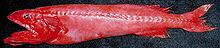 Flabby whalefish.jpg