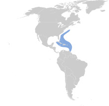 Pterodroma hasitata map.svg