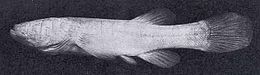 Amblyopsis spelaea.jpg