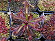 Drosera ascendens Darwiniana.jpg