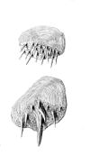 Cetonurus crassiceps scales.jpg
