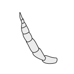Insect-antenna stylate.svg