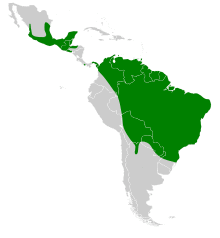 Nyctinomops laticaudatus map.svg