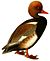 NettaRufinaGronvold white background.jpg