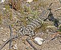 LIZARD, BLUNT-NOSED LEOPARD (Gambelia sila) (3-30-08) van metre wash, carrizo plain national monument, slo co, ca -2 (2380352944).jpg