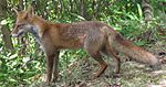 Vulpesvulpesjaponica.jpg
