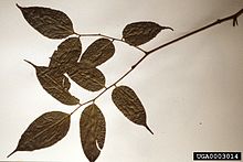 Craibia zimmermannii 2.jpg