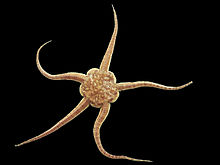 Ophiura ophiura.jpg